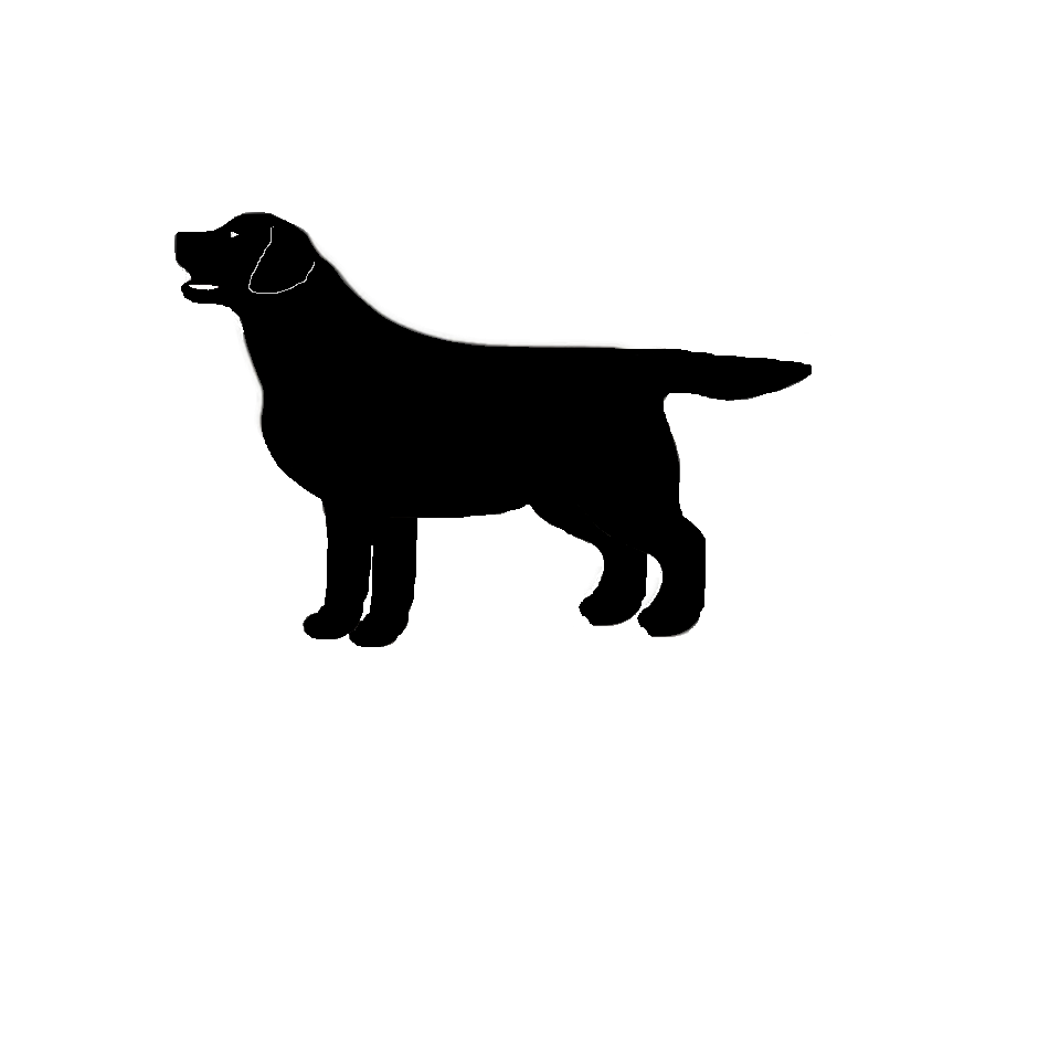 Satılık Labrador Retriever