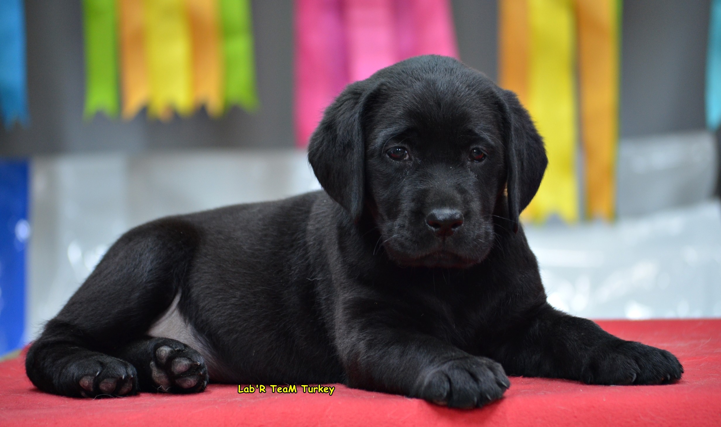 Satılık Siyah Labrador Yavru